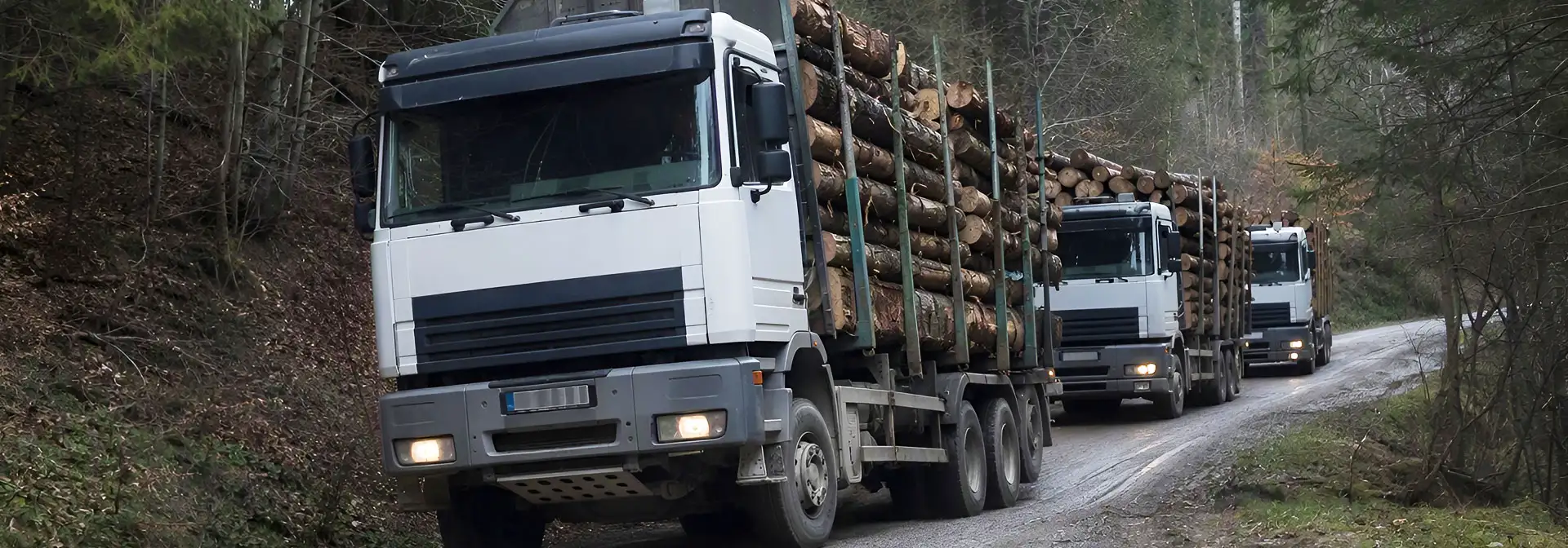 Flotte logistique forestière : camions de transport de grumes.